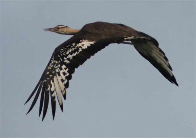 Denham's Bustard