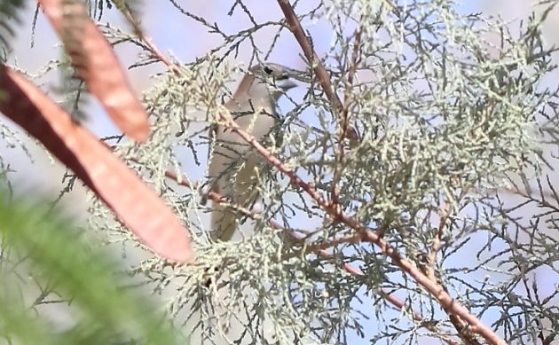 Animalstuffstore Desert-Finch-Bethany-across-the-Jordan-October-2022-630x389 A Few Jordanian Birds – 10,000 Birds Bird  