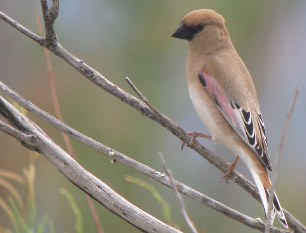Pink Finches I Have Known - 10,000 Birds