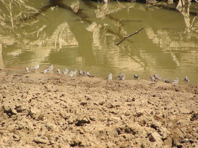 Double-barred Finch & Zebra Finch