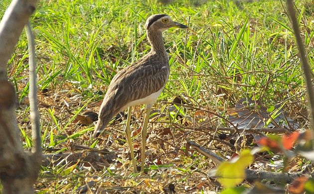 double-striped-thick-knee