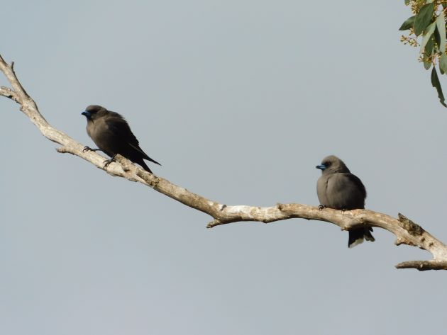 Animalstuffstore Dusky-Woodswallow-1 Serendip Sanctuary, Victoria – 10,000 Birds Bird  