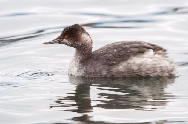 Eared Grebe