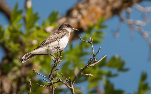 Eastern Kingbird