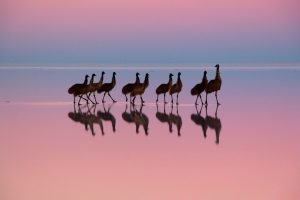 Animalstuffstore EMU-REFLECTIONS-1-300x200 “Birds – Poetry within the Sky” – 10,000 Birds Bird  