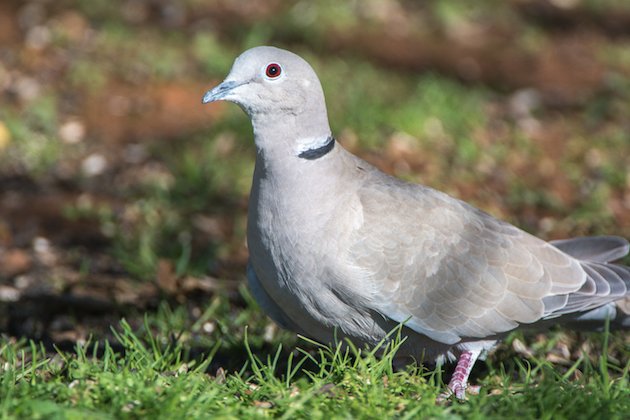 Eurasian Collared-Dove