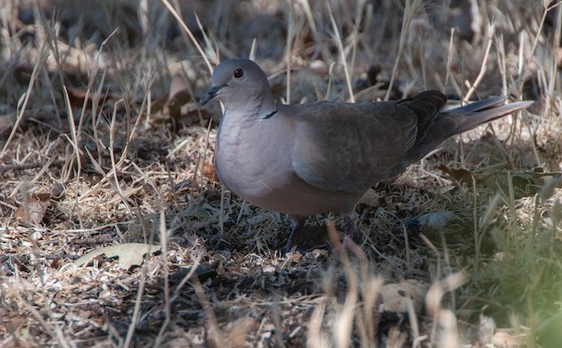 Eurasian Collared-Dove