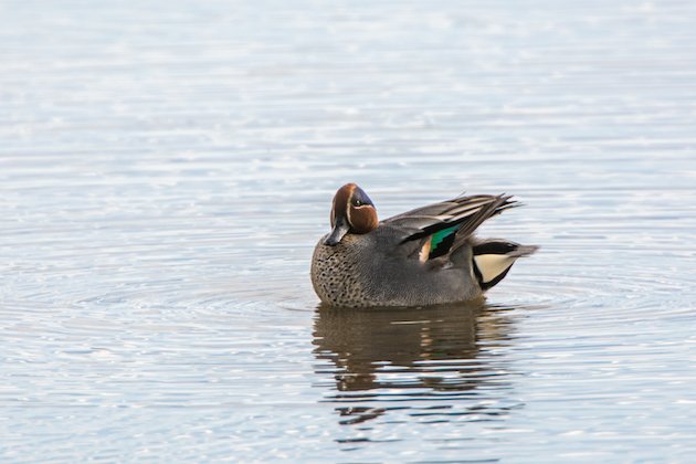 Eurasian Green-winged Teal