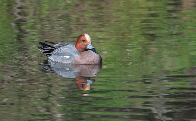 Eurasian Wigeon Drake