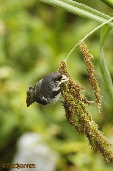 Birding Argentina – Araucaria Provintial Park, Cruce del Calballero