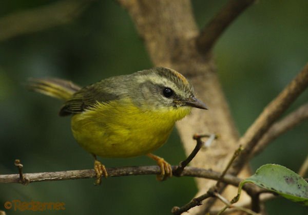 Birding Argentina – Araucaria Provintial Park, Cruce del Calballero