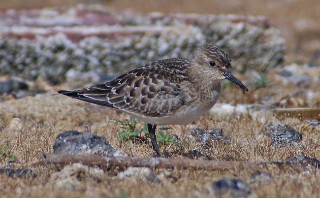 east-pond-bairds-sandpiper