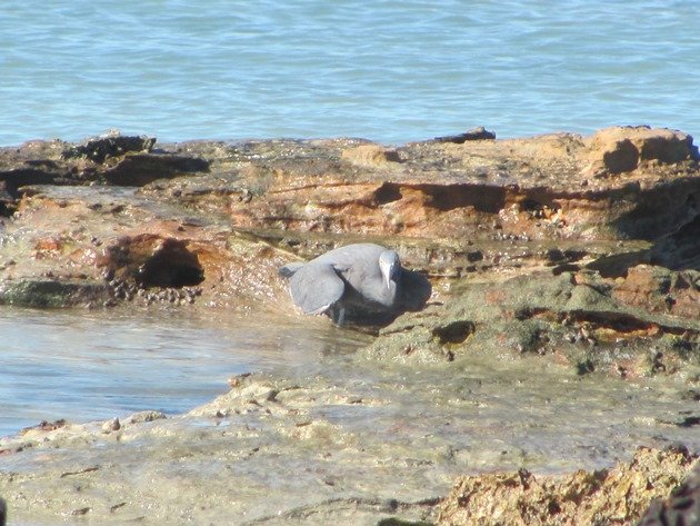 Eastern Reef Egret-grey morph (2)