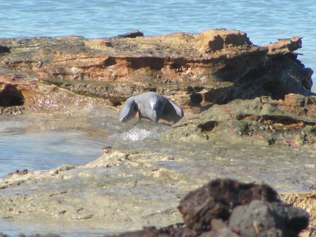 Eastern Reef Egret-grey morph (3)