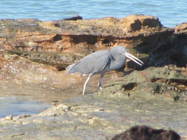 Eastern Reef Egret-grey morph (4)