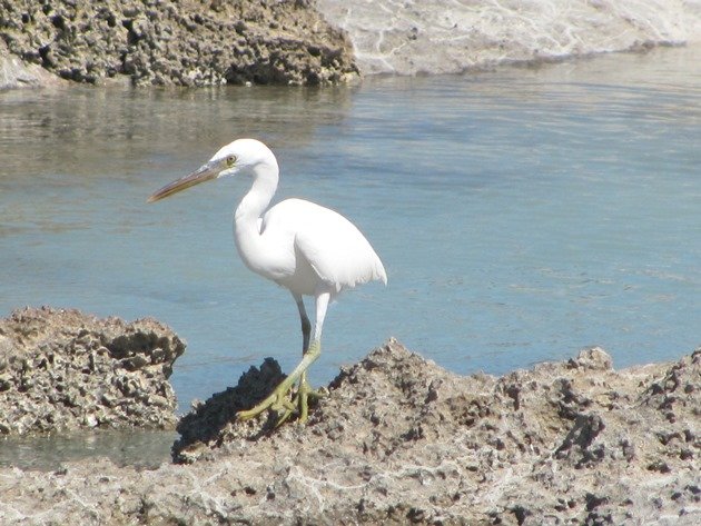 Eastern Reef Egret-white morph (2)