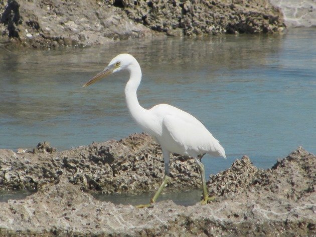 Eastern Reef Egret-white morph (3)