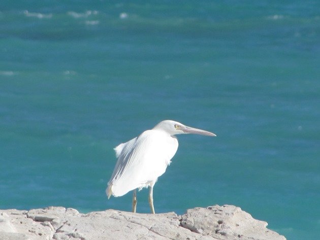 Eastern Reef Egret-white morph (4)