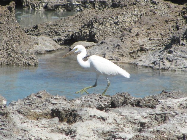 Eastern Reef Egret-white morph