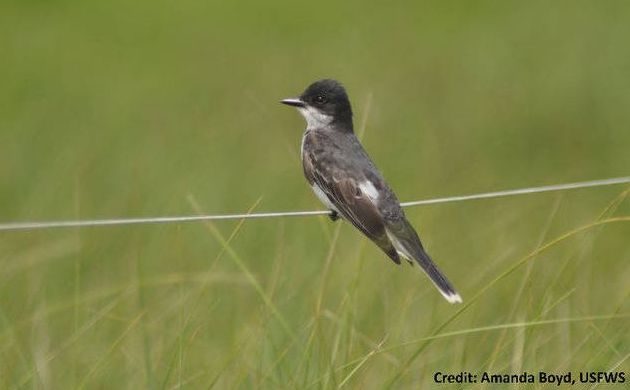 Eastern Kingbird