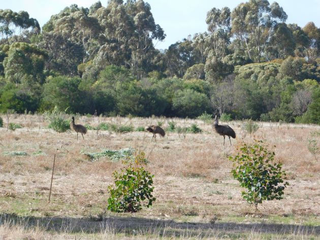 Animalstuffstore Emus Serendip Sanctuary, Victoria – 10,000 Birds Bird  