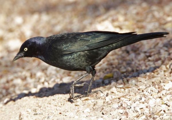 Male Brewer's Blackbird on the ground