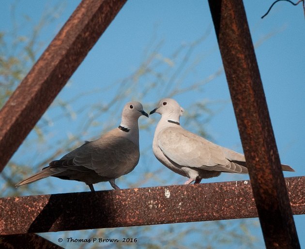 Eurasain Collared Doves