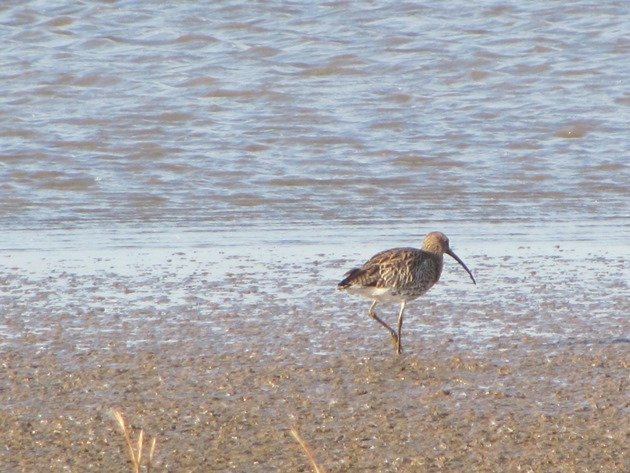 eurasian-curlew