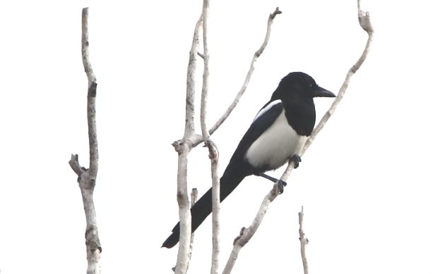 Animalstuffstore Eurasian-Magpie-630x389 If You Are Ever in Istanbul – 10,000 Birds Bird  