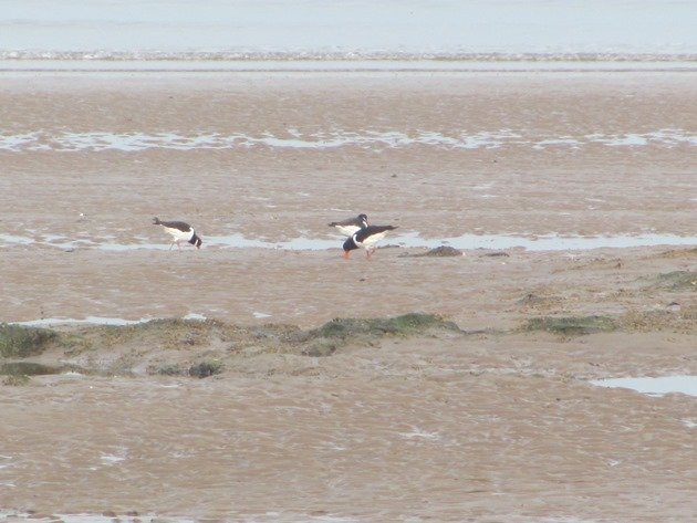 eurasian-oystercatchers