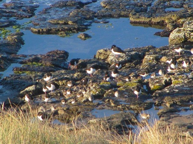 eurasian-oystercatchersdunlin-ruddy-turnstones