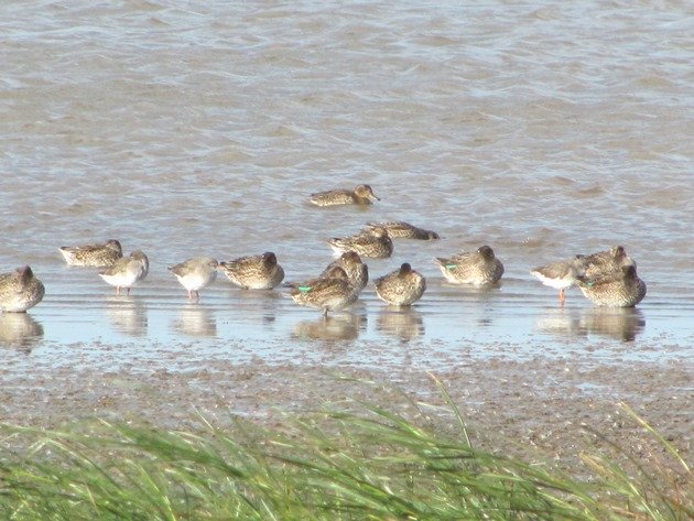 eurasian-teal-common-redshank