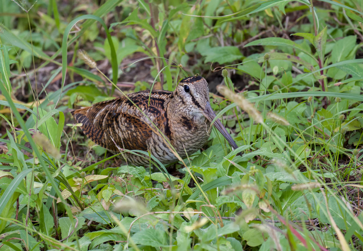 The Eurasian Woodcock 10,000 Birds