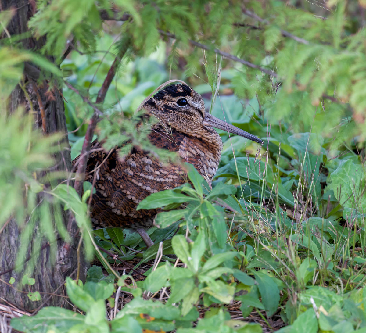 The Eurasian Woodcock 10,000 Birds