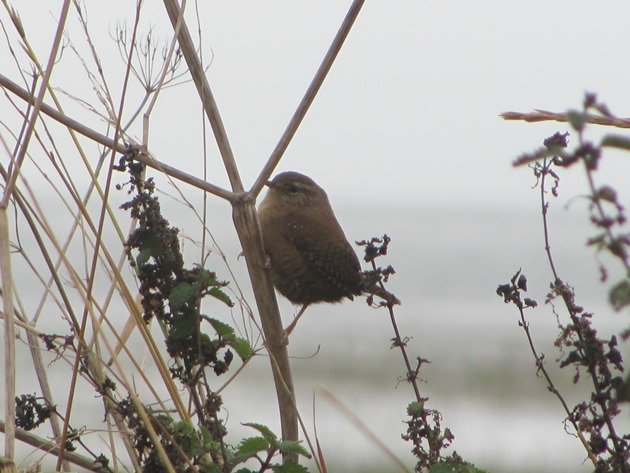 eurasian-wren