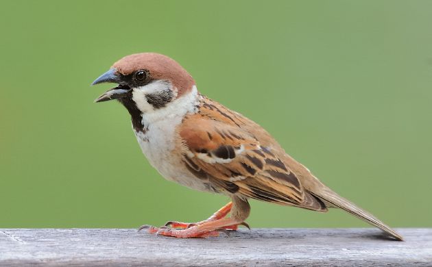 Eurasian Tree Sparrow