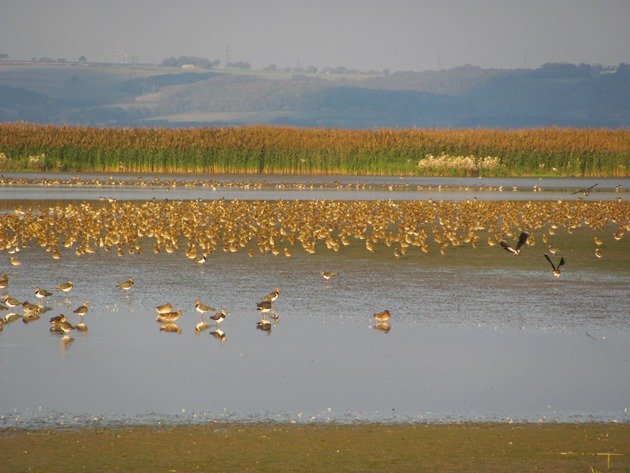 european-golden-plover-northern-lapwing