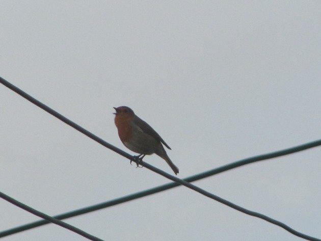 european-robin