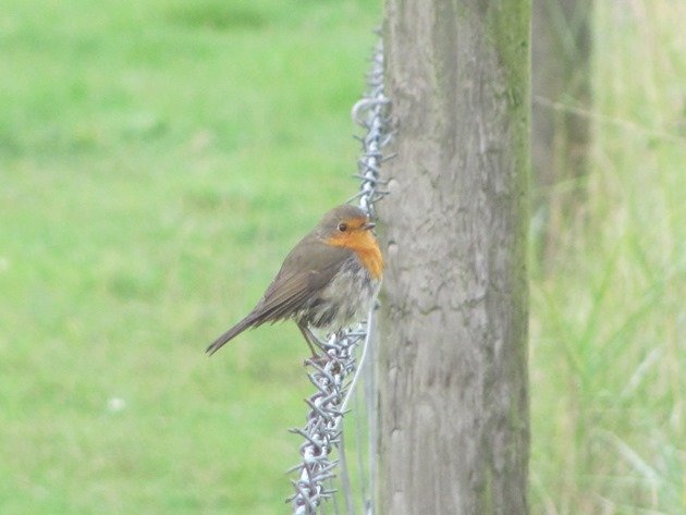 european-robin