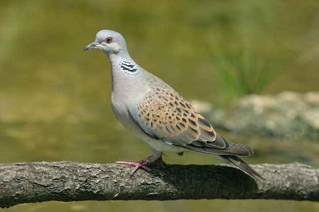 european-turtle-dove_denis-cachia