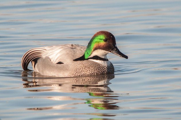 Falcated Duck Drake