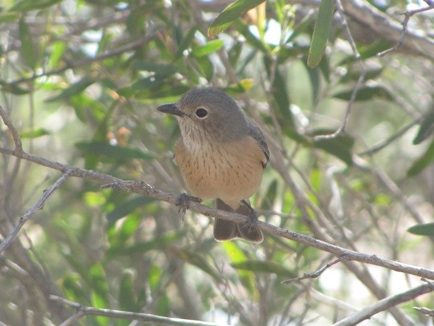 Female Rufous Whistler