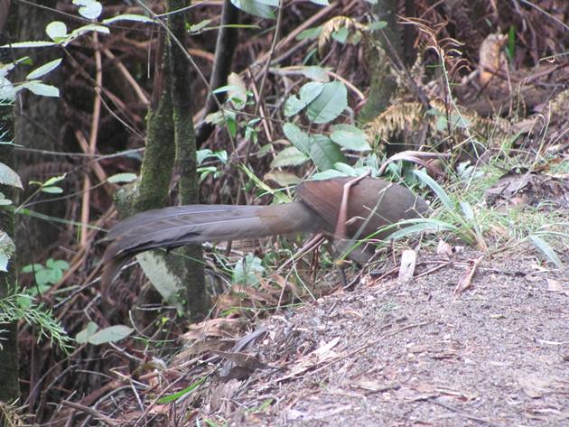 Juvenile Superb Lyrebird - 10,000 Birds