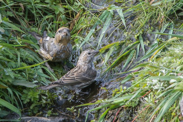 Female Red Crossbill Cassin's Finch