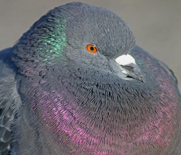 Pigeon Portraits - 10,000 Birds