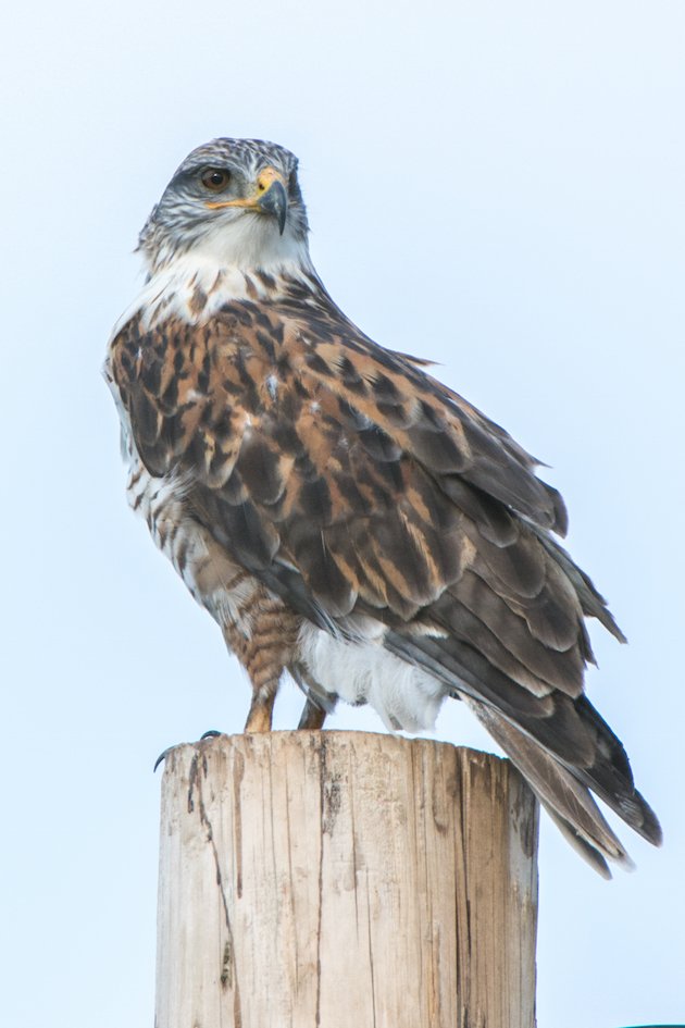 Ferruginous Hawk