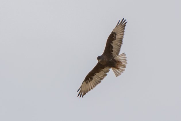 Ferruginous Hawk Dark Morph