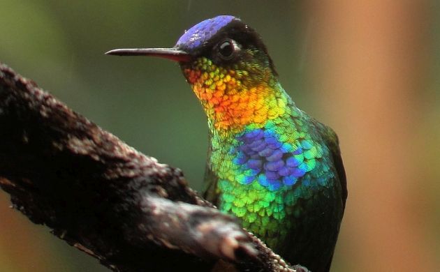 Birding in Costa Rica, August, 2022- News and Recommendations