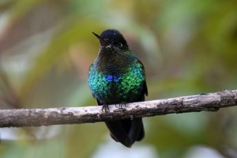 Fiery-throated-Hummingbird