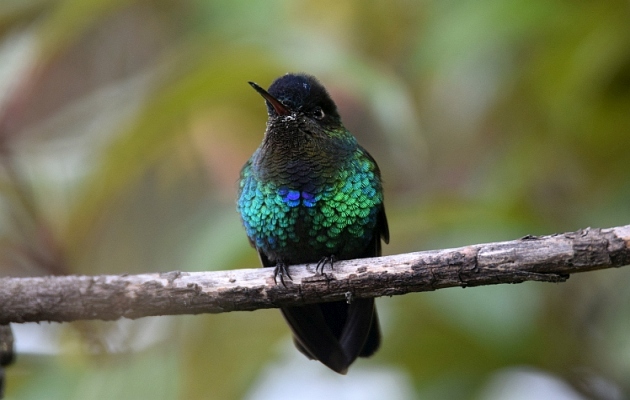 Fiery-throated-Hummingbird